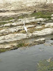 Ardea alba