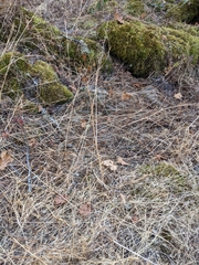 Camassia leichtlinii
