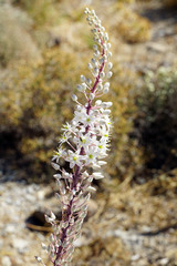 Drimia maritima