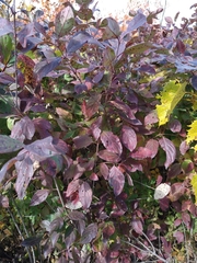 Cornus racemosa