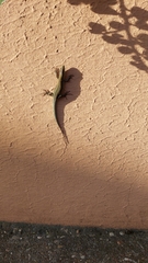 Podarcis muralis