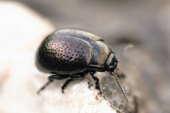 Chrysolina vernalis