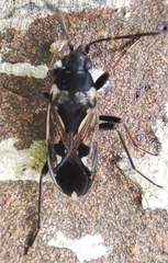 Rhyparochromus vulgaris