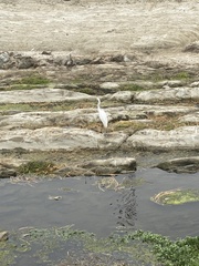 Ardea alba