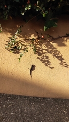 Podarcis muralis
