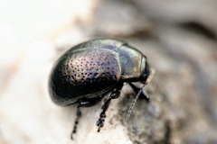 Chrysolina vernalis