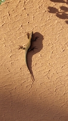 Podarcis muralis