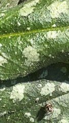 Corythucha marmorata