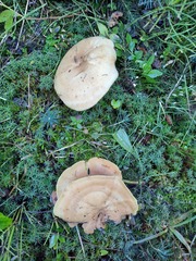 Xanthoporus syringae