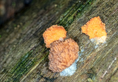 Tubifera