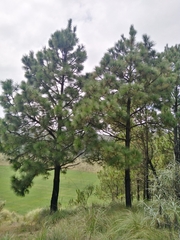 Pinus teocote