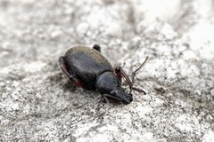 Otiorhynchus
