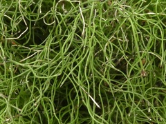 Equisetum scirpoides