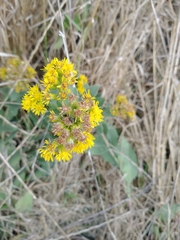 Solidago rigida