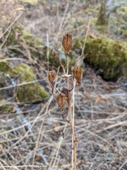 Camassia