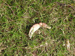 Zilchiopsis collastinensis