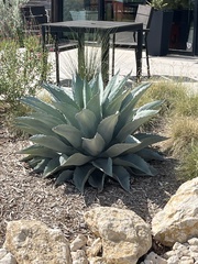 Agave
