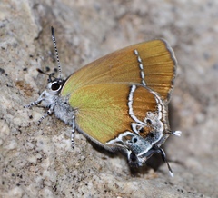 Callophrys xami