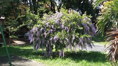 Wisteria