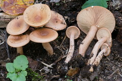 Lactarius decipiens