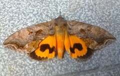 Eudocima serpentifera