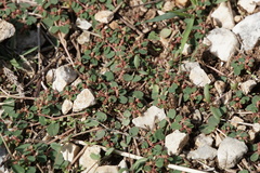 Euphorbia humifusa