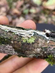 Melanelixia glabratula