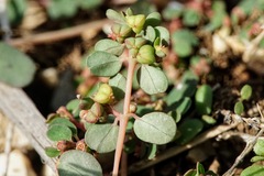 Euphorbia humifusa