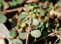 Euphorbia humifusa
