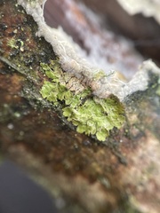 Melanelixia glabratula