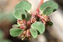 Euphorbia humifusa
