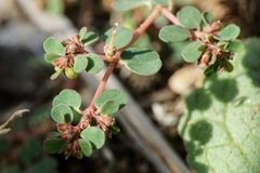 Euphorbia humifusa