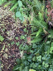 Polystichum munitum