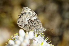 Hipparchia cretica