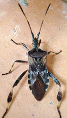 Leptoglossus occidentalis
