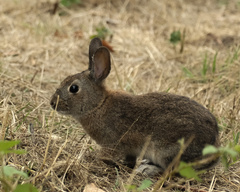 Sylvilagus bachmani