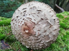 Chlorophyllum olivieri