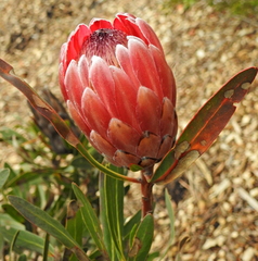 Protea compacta × susannae