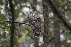 Strix uralensis