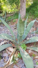 Agave salmiana crassispina