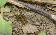 Pardosa