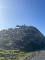 Falco novaeseelandiae