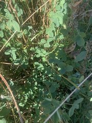 Melilotus officinalis