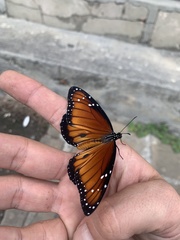 Danaus eresimus