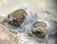 Bombina variegata