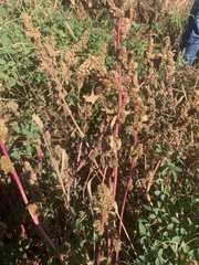 Amaranthus retroflexus
