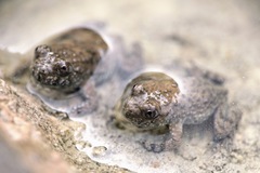 Bombina variegata