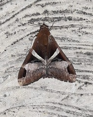 Melipotis fasciolaris