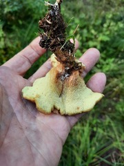 Xanthoporus syringae