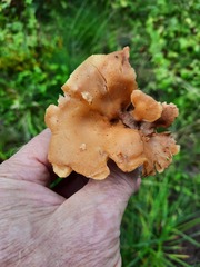 Xanthoporus syringae